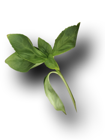 Leaf 2